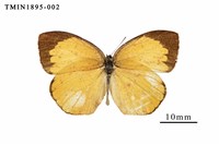 藏品(角翅黃蝶)的圖片